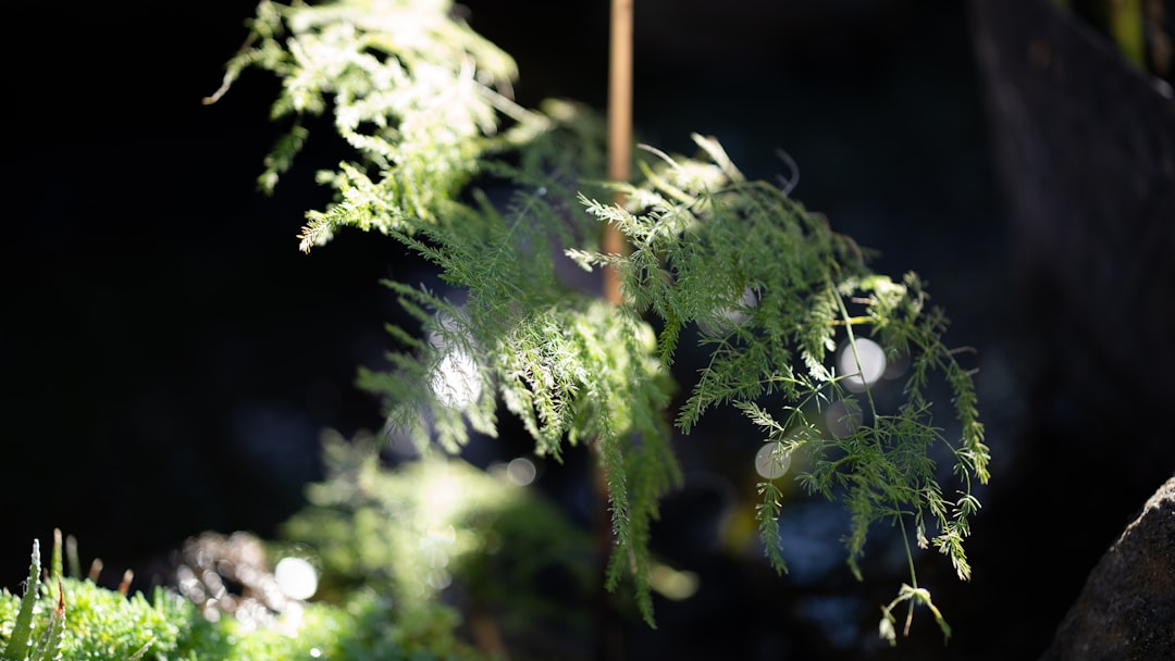Mindfulness imagen 3